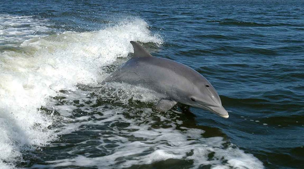 Bottlenose Dolphin in Latchi