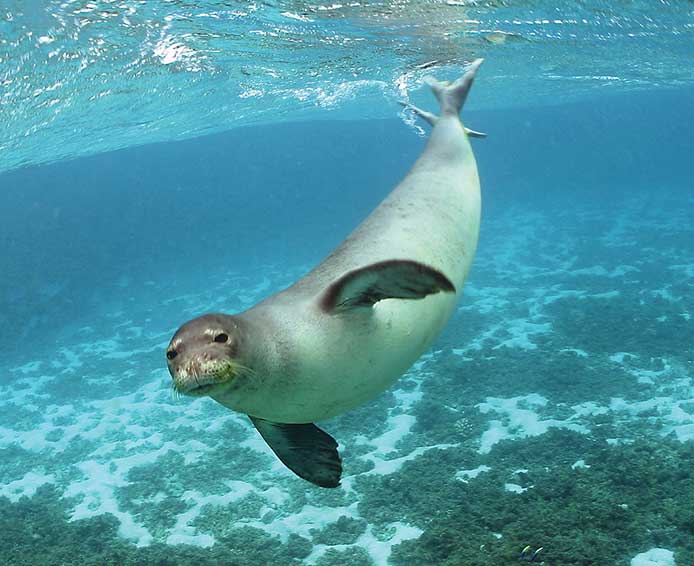 Mediterranean Monk Seal in Latchi