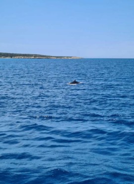 Bottlenose Dolphin in Latchi, Chrysochous Bay today 9th May 2022