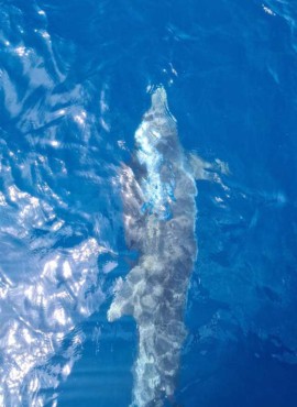 Bottlenose Dolphin in Latchi, Chrysochous Bay today 9th May 2022