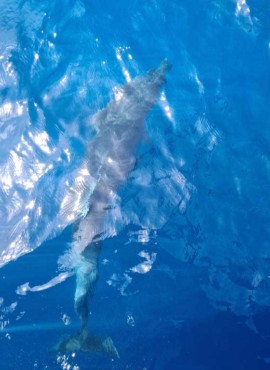 Bottlenose Dolphin in Latchi, Chrysochous Bay today 9th May 2022