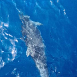 Bottlenose Dolphin in Latchi, Chrysochous Bay today 9th May 2022