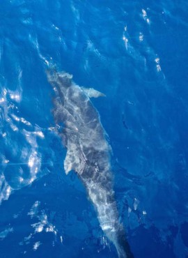 Bottlenose Dolphin in Latchi, Chrysochous Bay today 9th May 2022