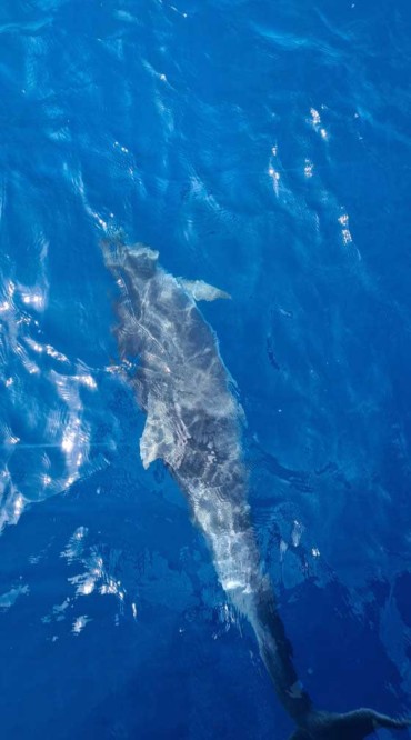 Bottlenose Dolphin in Latchi, Chrysochous Bay today 9th May 2022